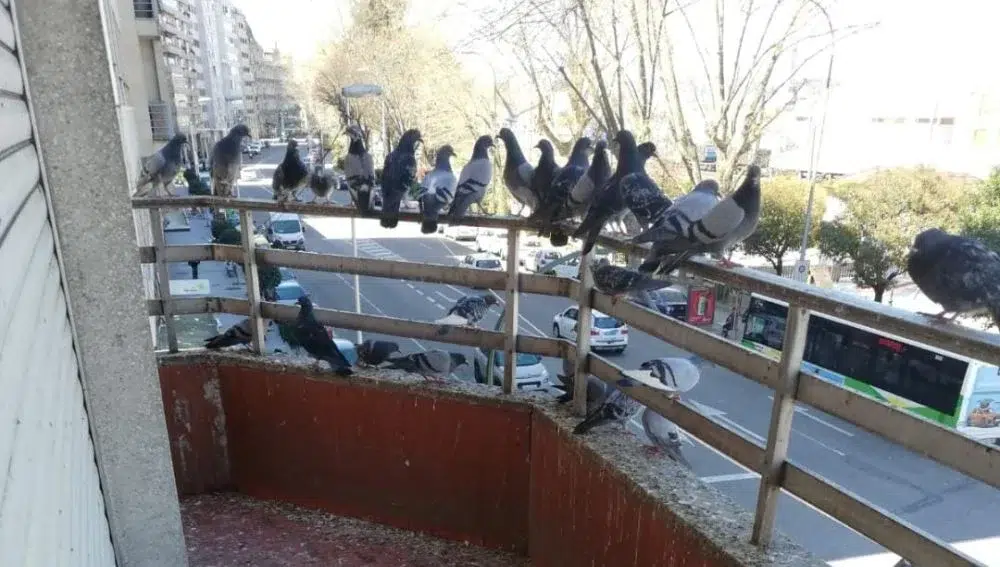 Control de aves en Castellón, palomas y gorriones